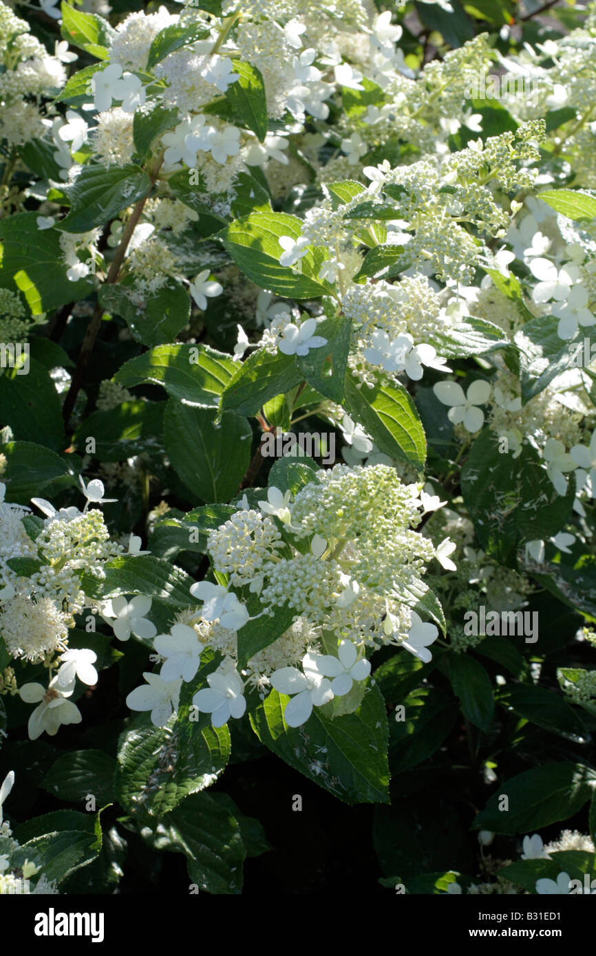 HYDRANGEA PANICULATA GOLIATH Stockfoto