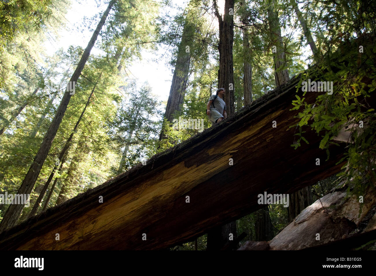 Ein Mann zu Fuß über einen umgestürzten Baum im Armstrong Redwood-Wald in Nordkalifornien. Stockfoto