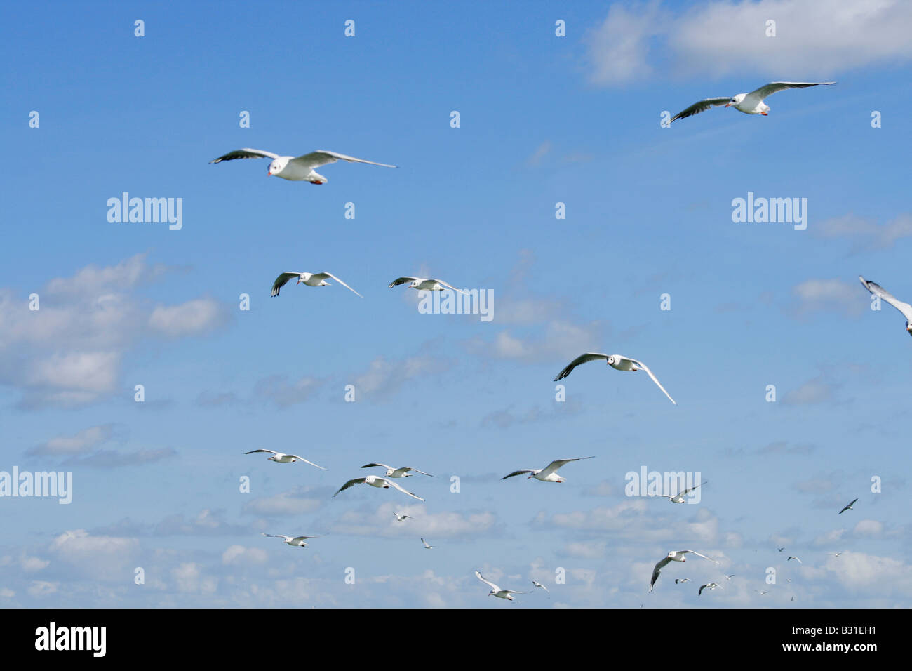 Möwen fliegen in einen blauen Himmel Stockfoto