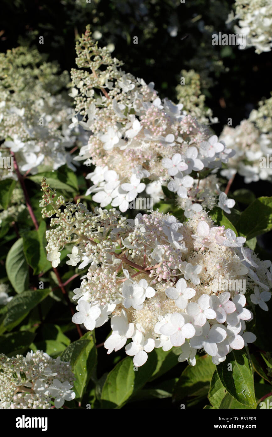 HYDRANGEA PANICULATA-CHANTILLY-SPITZE Stockfoto