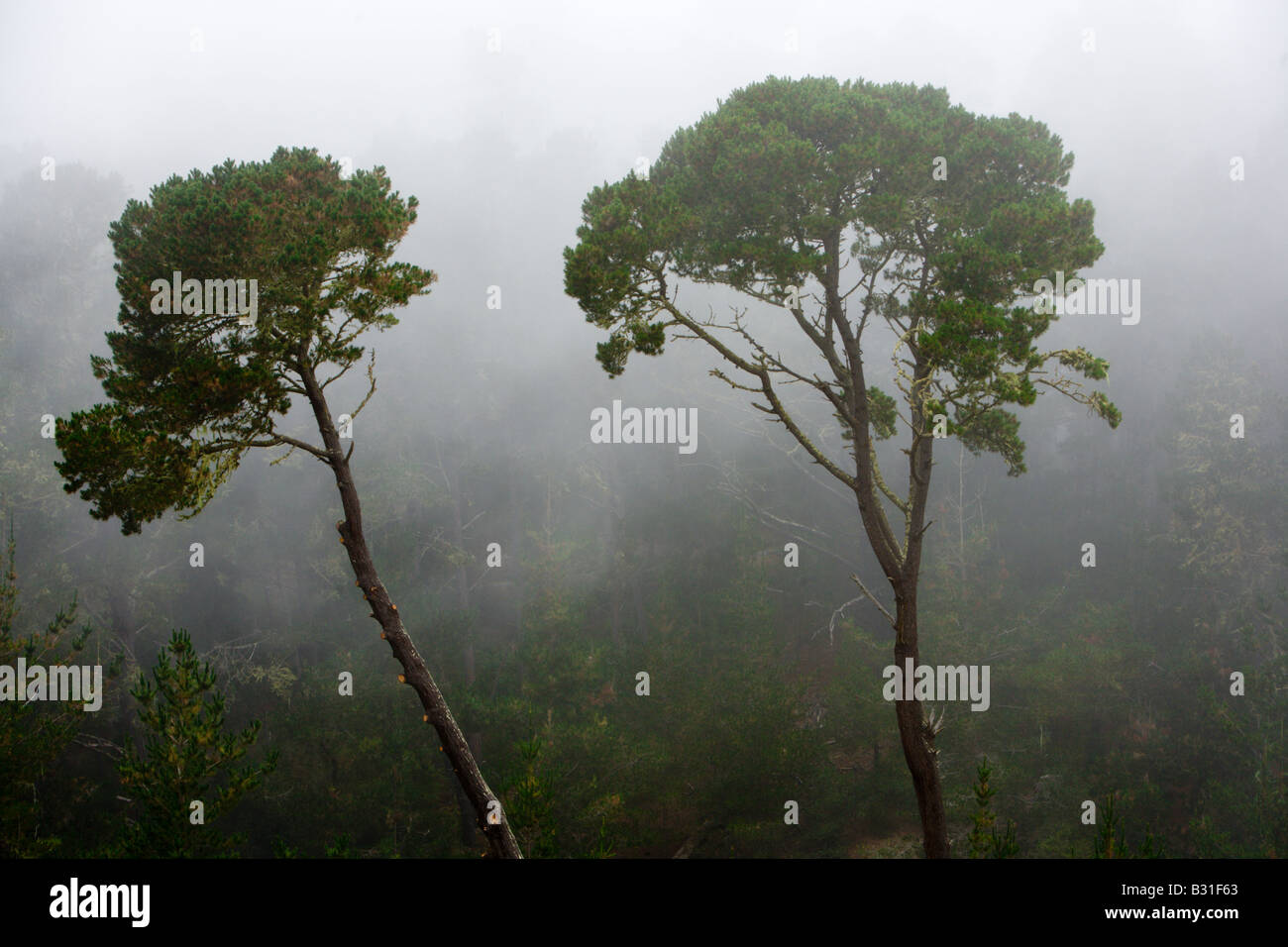 Monterey Pinien stemmen sich gegen Sommer Nebel vom Pazifischen Ozean auf einem Hügel in Monterey in Kalifornien Stockfoto