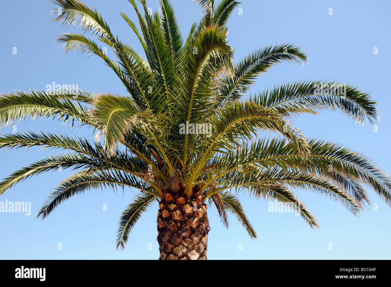 DATTELPALME Stockfoto