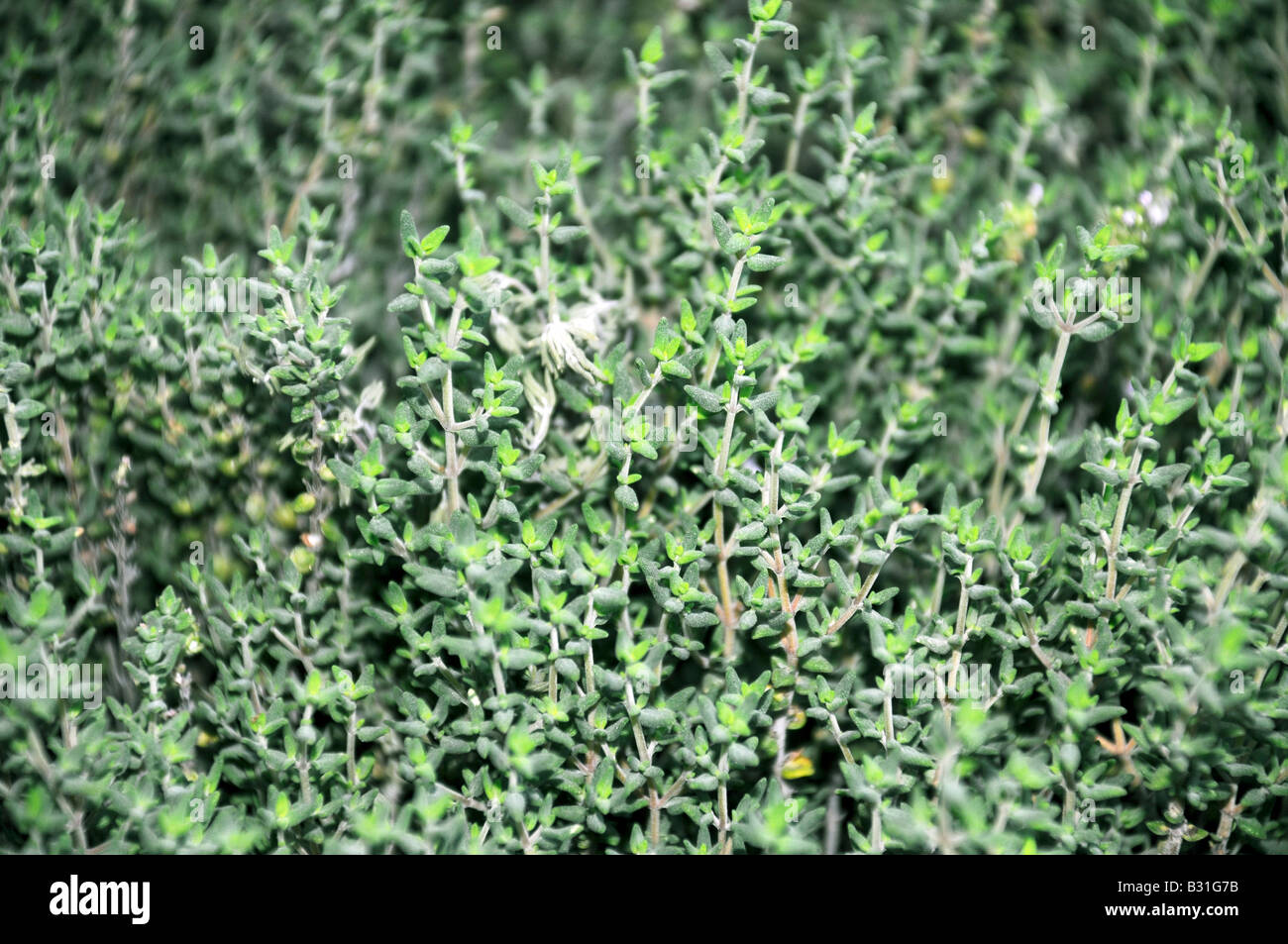WACHSENDE THYMIAN Stockfoto