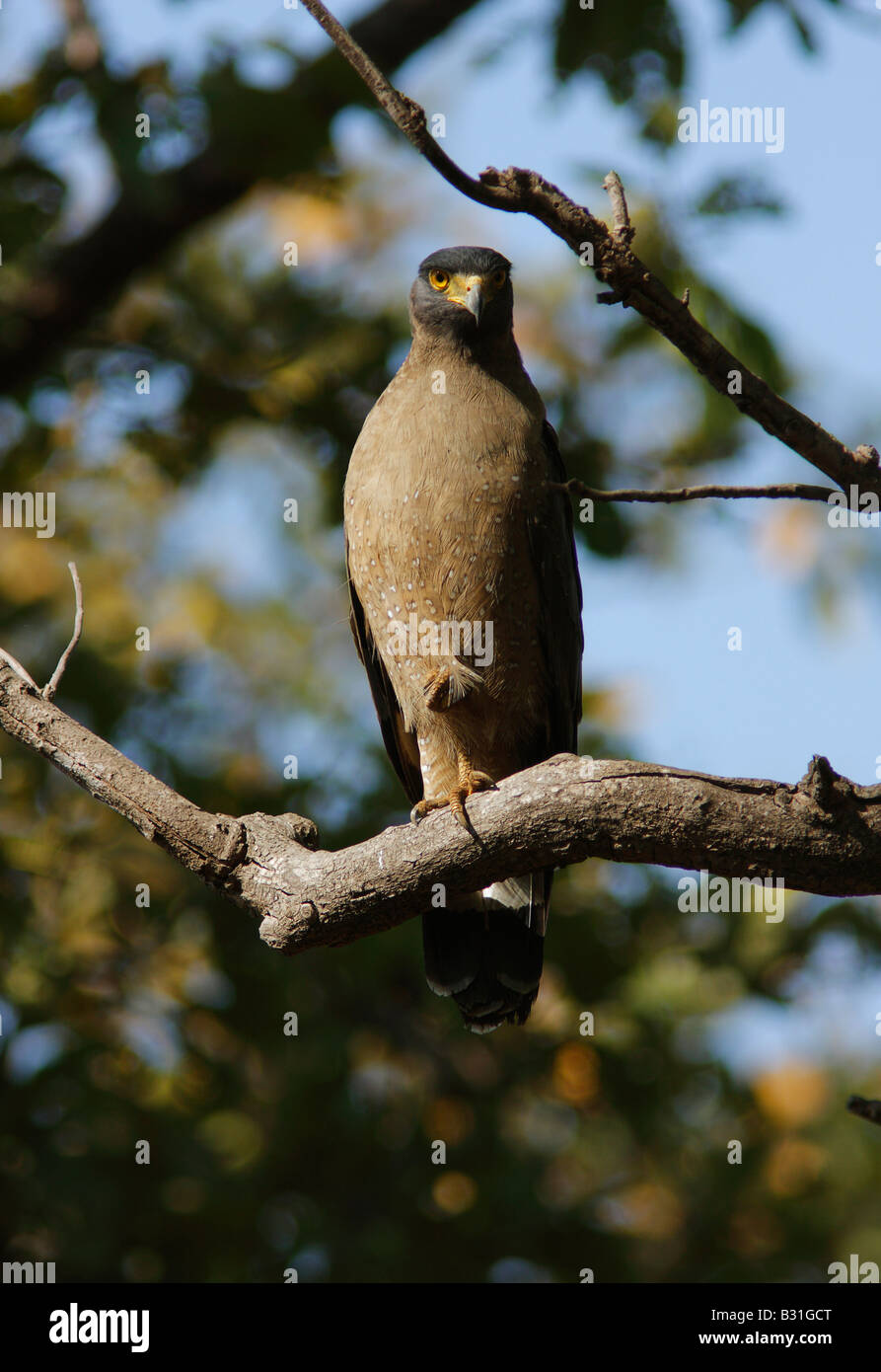 Crested Schlange Adler auf einem Ast am Tadoba Wald. Stockfoto