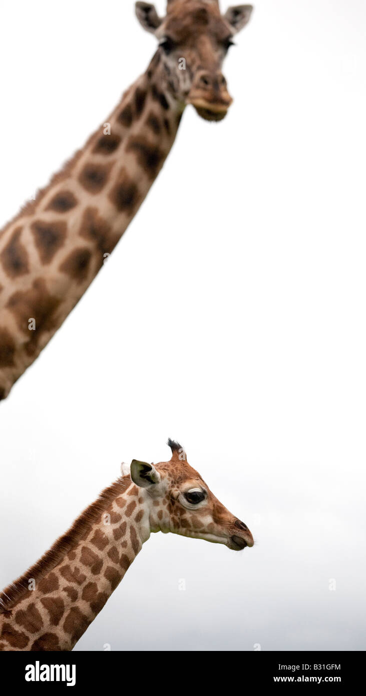 A baby-Giraffe mit s-Mutter an der West Midland Safaripark Bewdley Worcestershire England UK Stockfoto