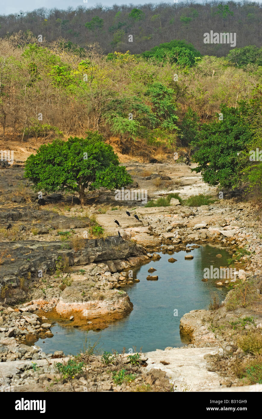 Laubwald im Gir National park Stockfoto