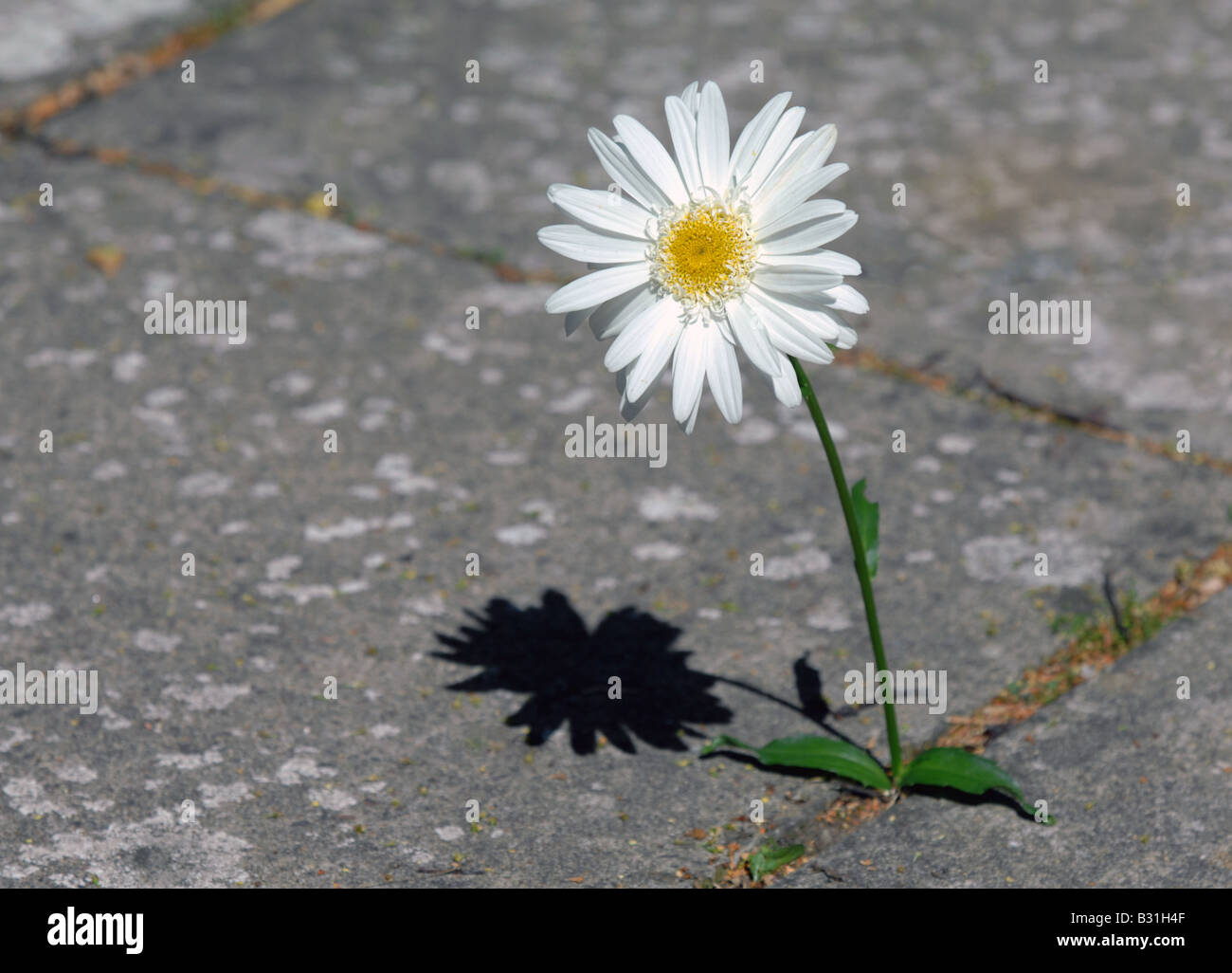 Blumen wachsen aus Beton Stockfotografie