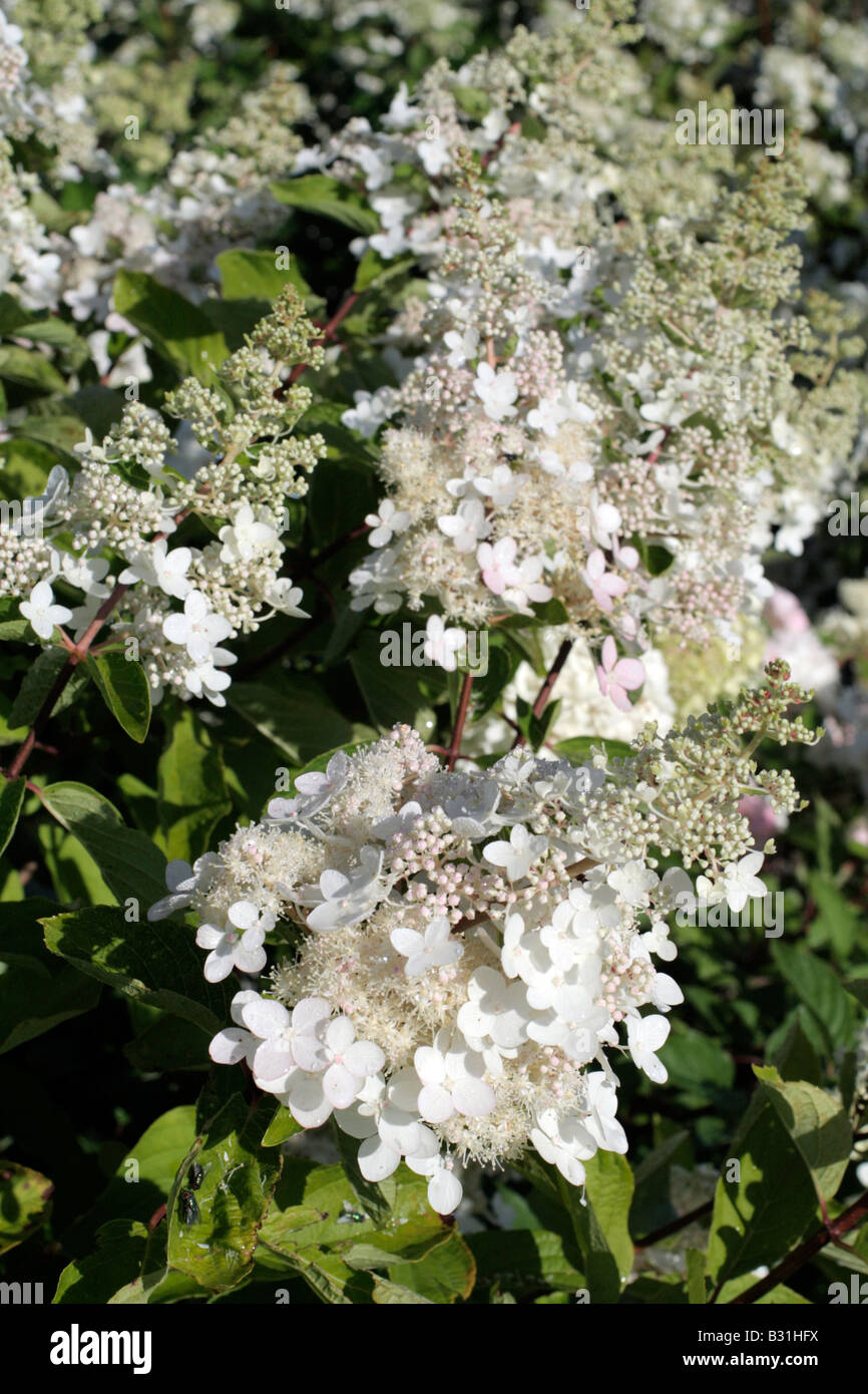 HYDRANGEA PANICULATA-CHANTILLY-SPITZE Stockfoto
