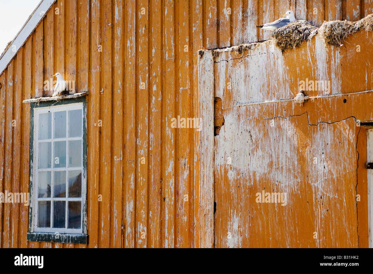 Möwen auf gelbe Wand. Sørgjæslingan in Vikna, Norwegen. Stockfoto