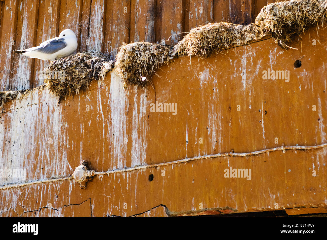 Seagull auf gelbe Wand. Sørgjæslingan in Vikna, Norwegen. Stockfoto