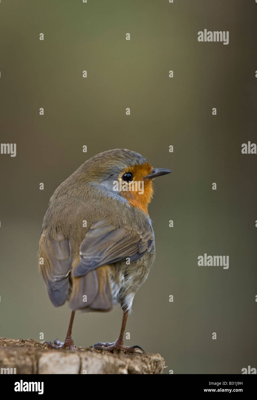 Robin Perching auf Zaun - Erithacus rubecula Stockfoto