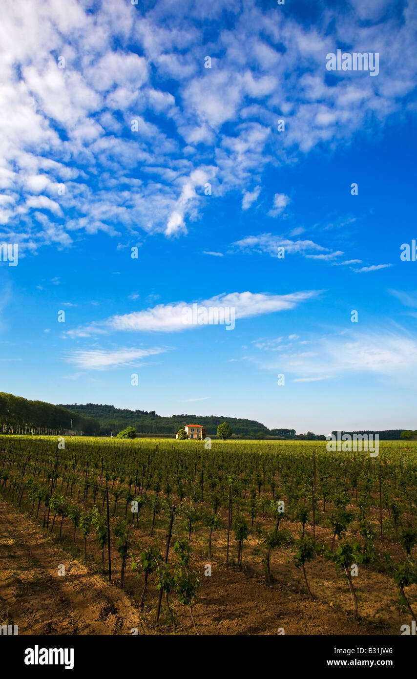 Weinberg in der Nähe von Montagnac, Languedoc-Roussillon, Frankreich Stockfoto
