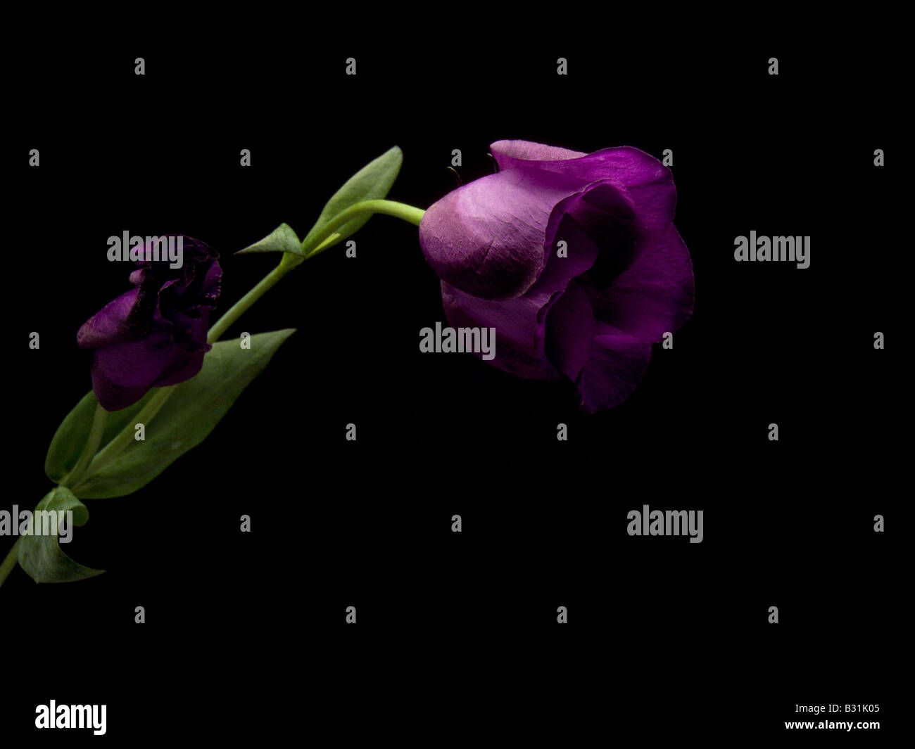 Einzelne lila Lisianthus auf schwarzem Hintergrund Stockfoto