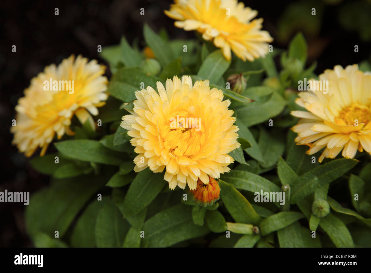 Calendula Officinalis Bon Bon Aprikose Blume während der Sommermonate in Prescott Park in Portsmouth New Hampshire USA Stockfoto