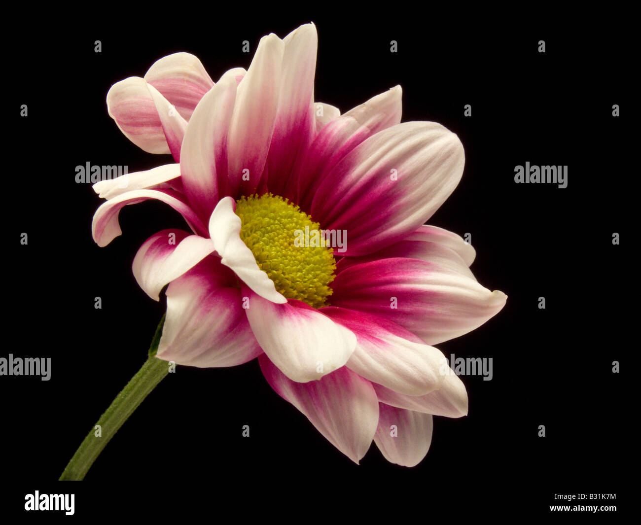 Rot weiße Chrysantheme Daisy auf schwarzem Hintergrund Stockfoto