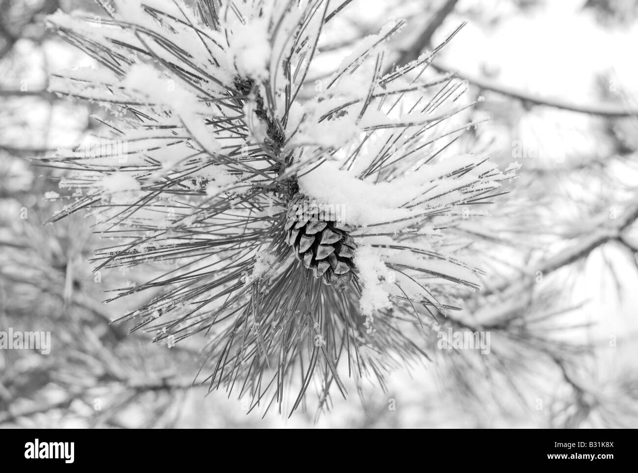 Ein Baum mit Schnee bedeckten Tannenzapfen Stockfoto