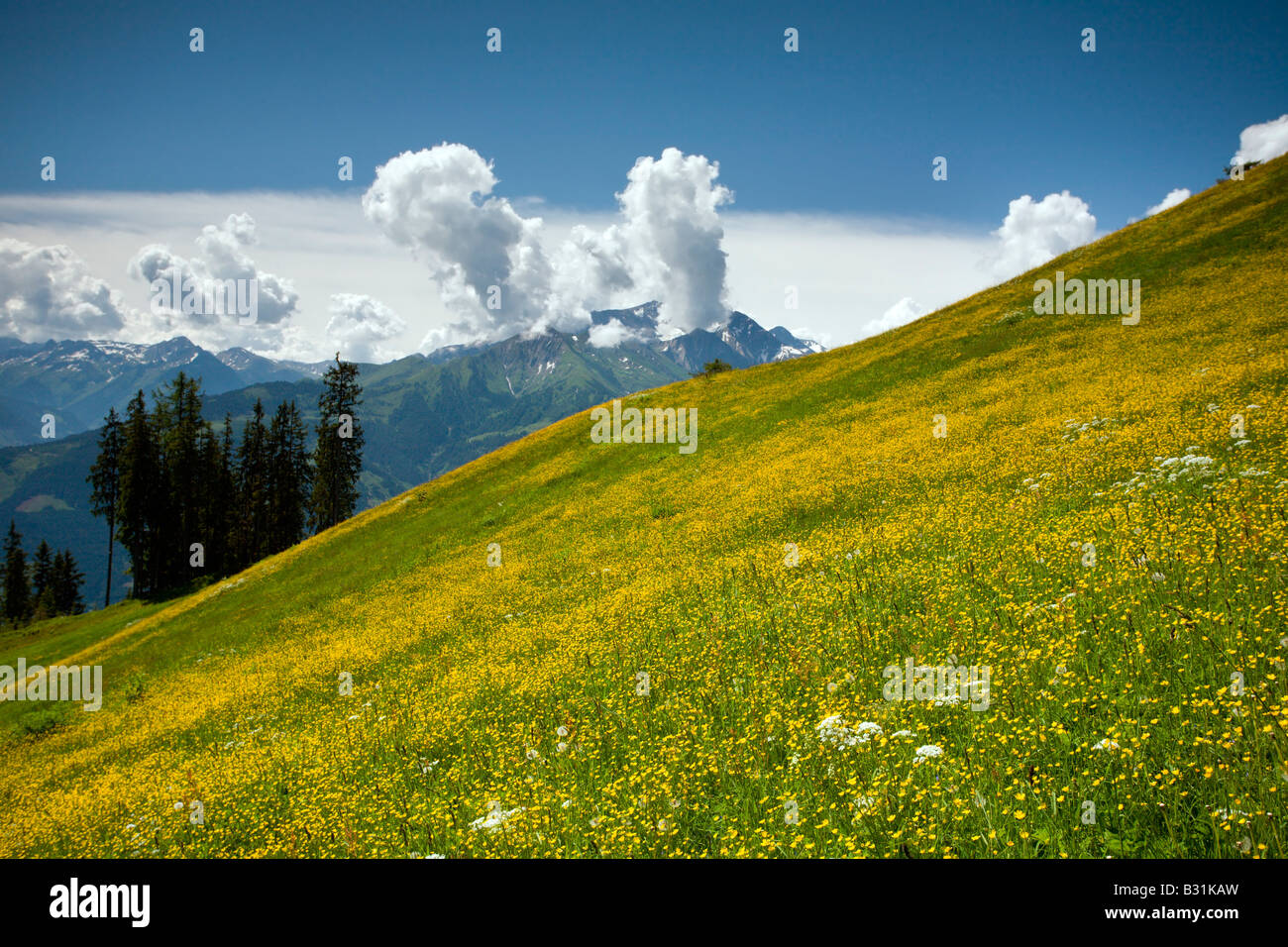 Zell am See: Schmittenhöhe Trail: Alpine Wiesen und Blumen Stockfoto