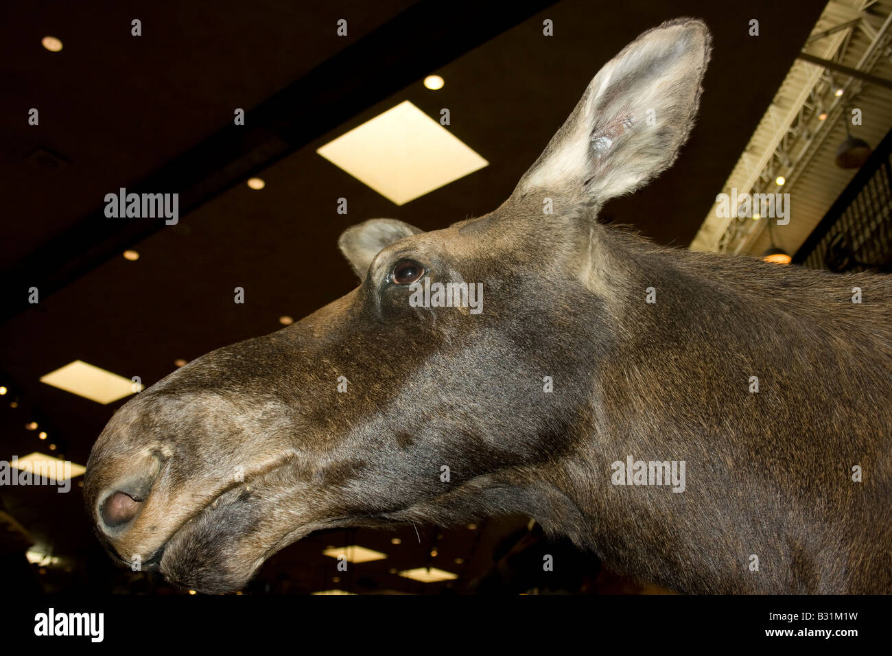 Ausgestopfter Elch, Bass Pro Einzelhandel aufbewahren in Los Vegas NV. Stockfoto