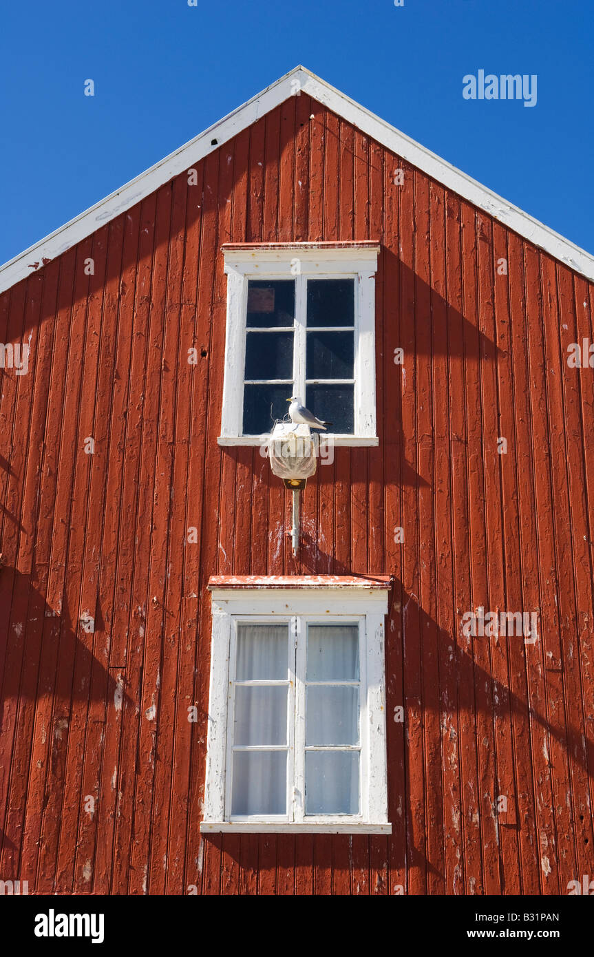 Seagull auf roten Wand. Sørgjæslingan in Vikna, Norwegen. Stockfoto