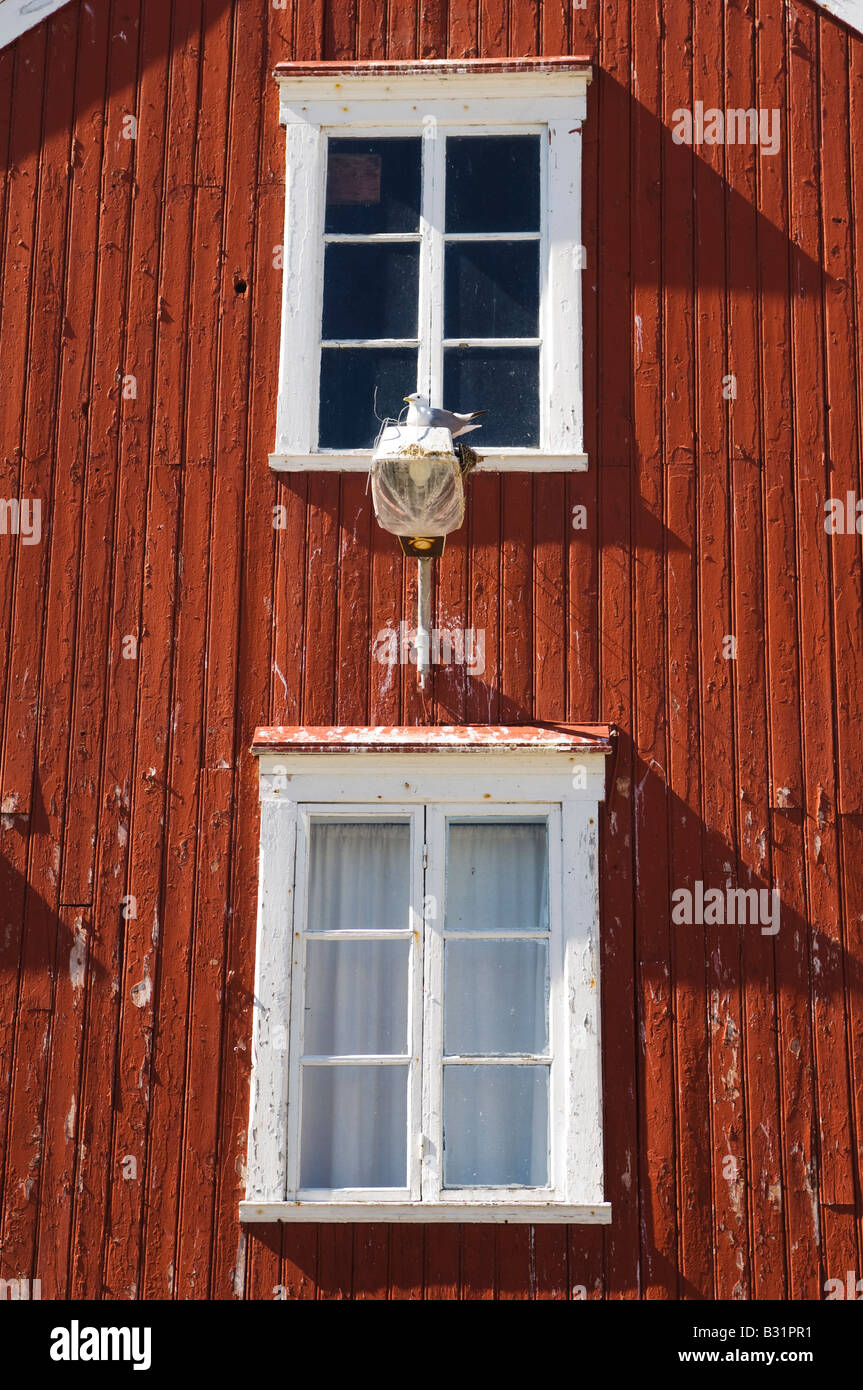 Seagull auf roten Wand. Sørgjæslingan in Vikna, Norwegen. Stockfoto