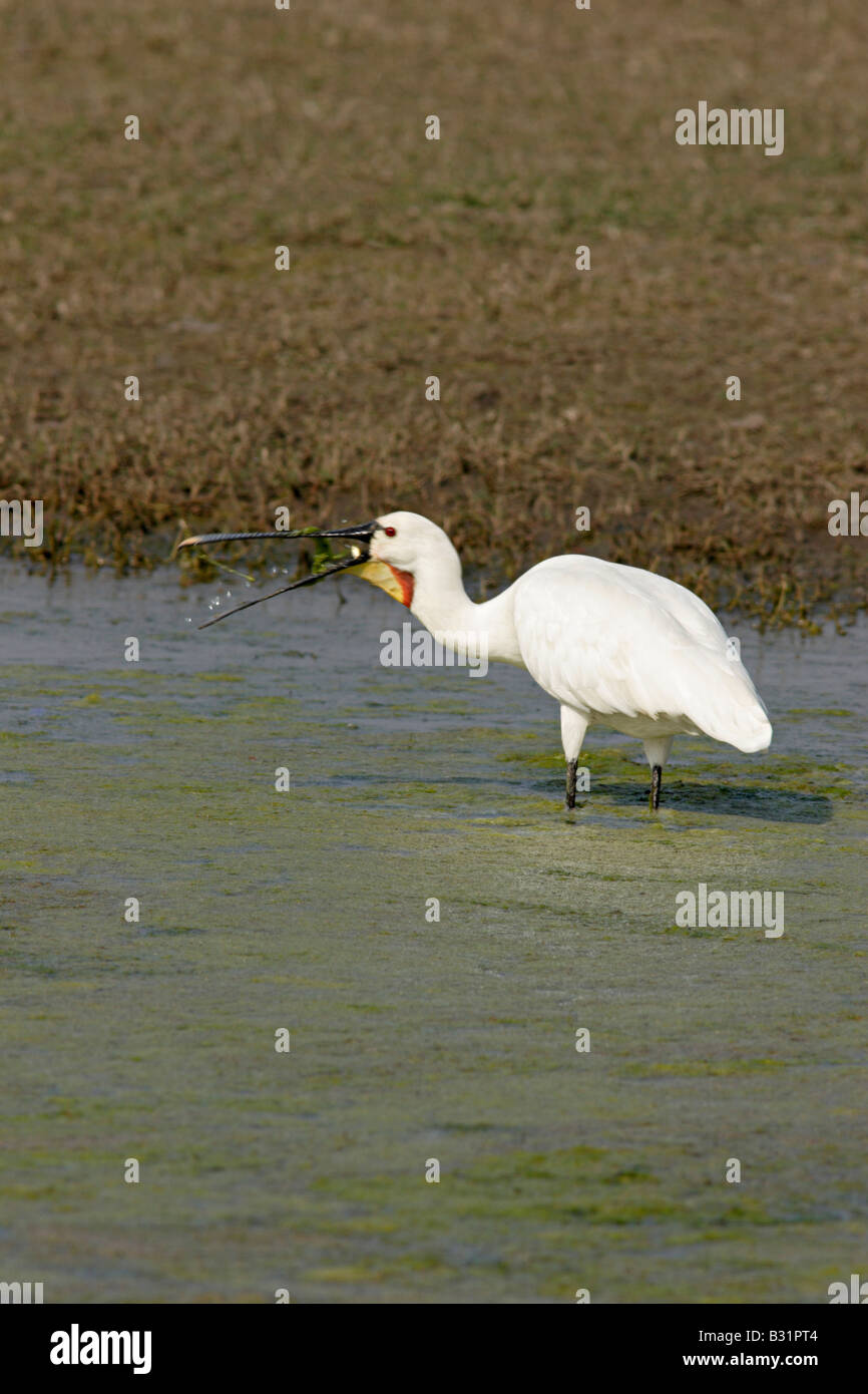 Eurasische Löffler-Platalea Leucorodia, ist ein waten Vogel der Ibis und Löffler Familie Threskiornithidae in Bharatpur Stockfoto