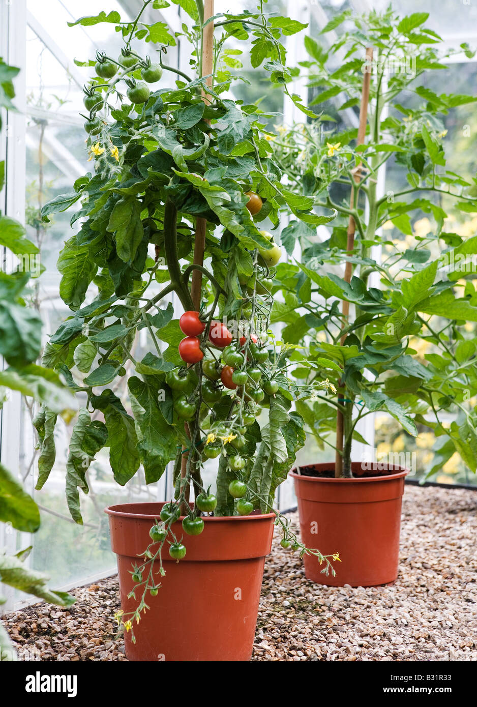 Tomate-Pflanzen im Gewächshaus (Grand Delight vor Tante Madge). Stockfoto