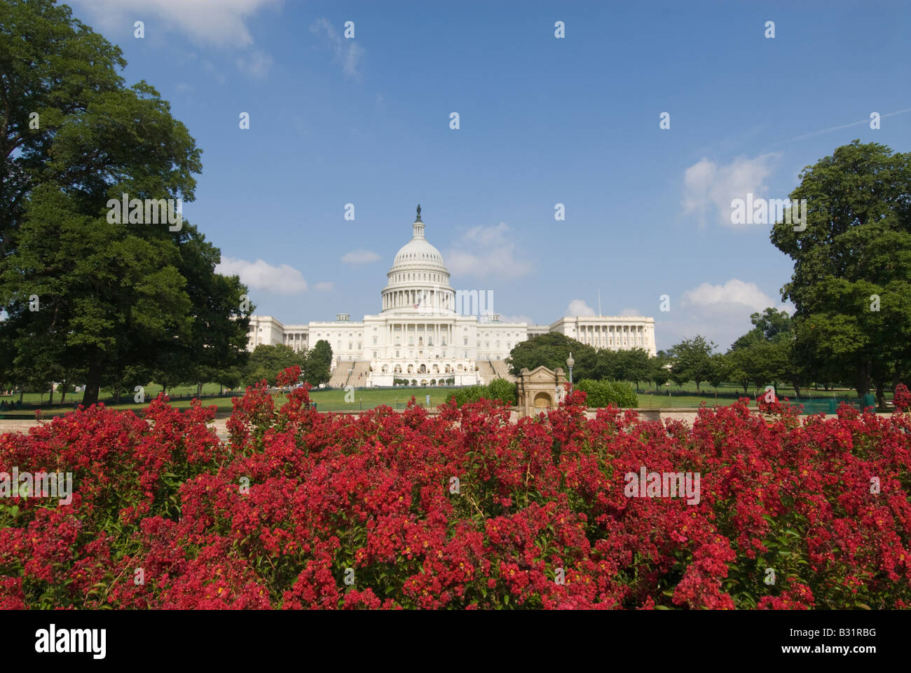 Das US Capitol Building, legislative Zentrum der US-Regierung, mit roten Blumen in Washington, DC. Stockfoto