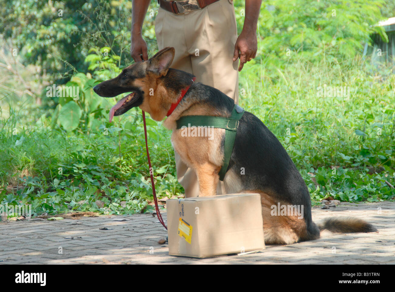 Polizei-Spürhund (Deutscher Schäferhund) für Bombe Erkennung-Indien Stockfoto