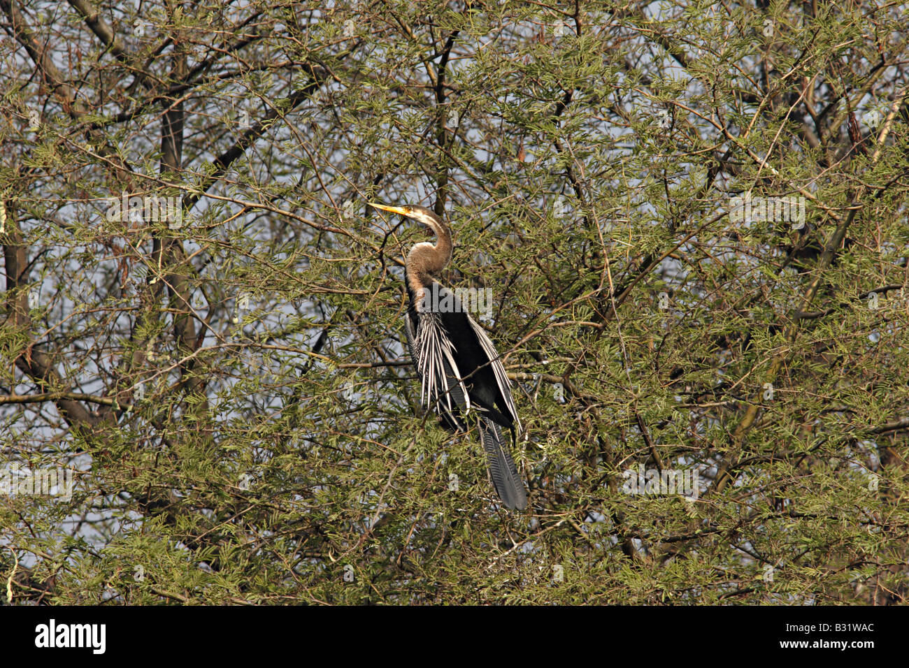 Die Anhinga (Anhinga Anhinga), manchmal auch Snakebird genannt, Stockfoto