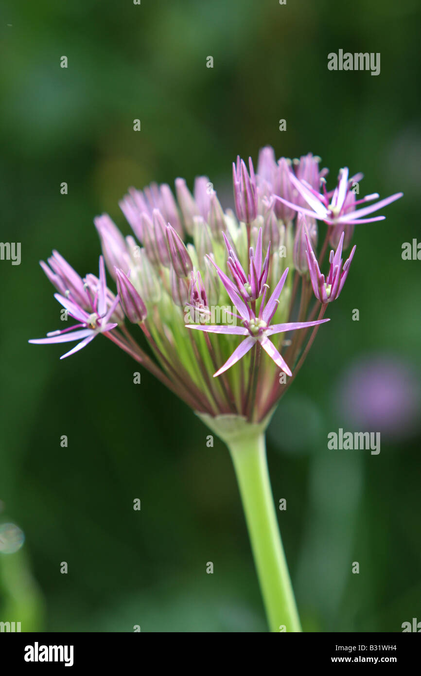 Allium blühende Knoblauch Grenze Gebüsch Giganteum künstlerische Blume Flora postcar Kunstkarte Stockfoto