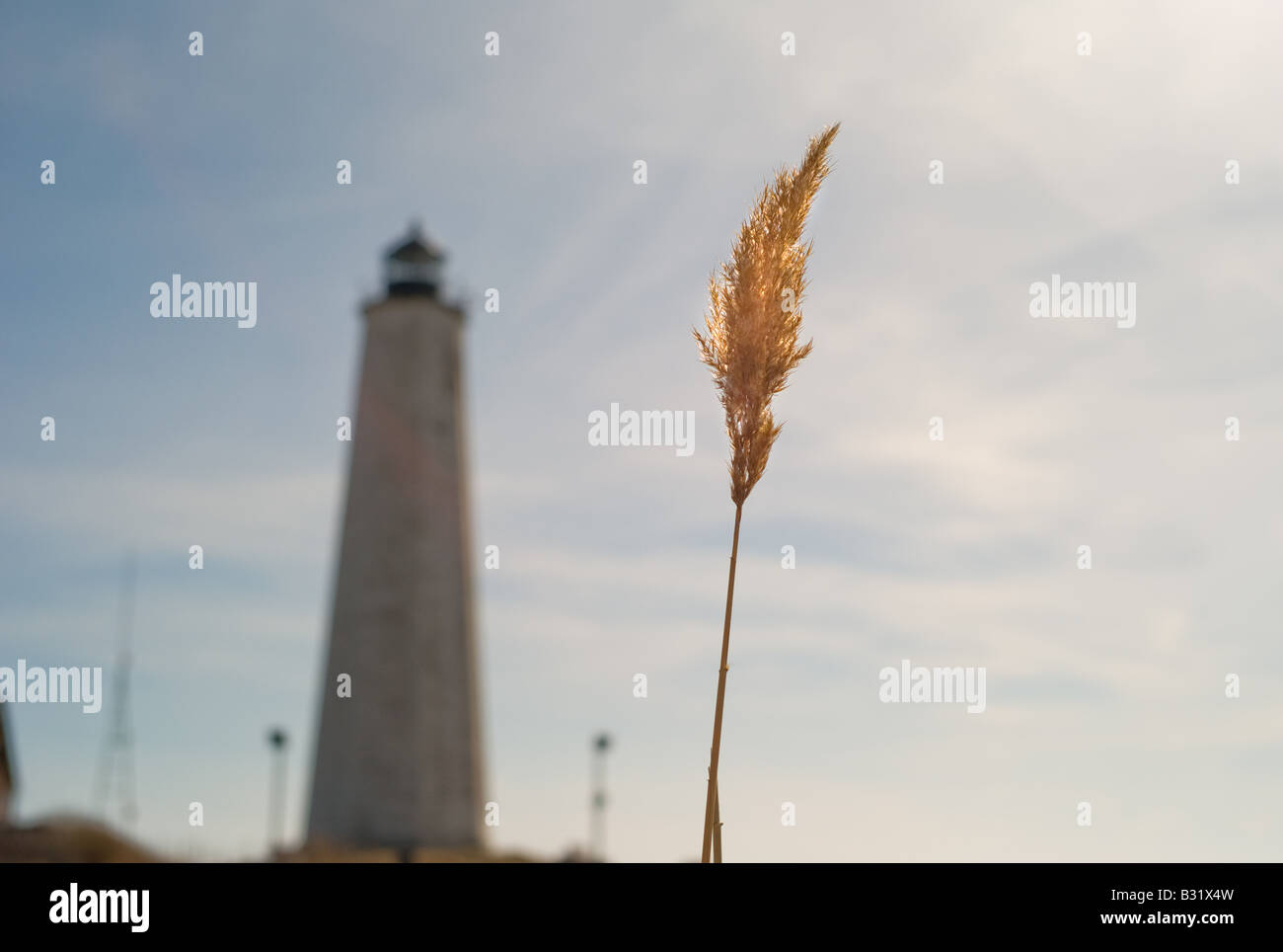 Ein einzelner Strang Seegras mit einem Leuchtturm in der Ferne. Natur im Sommer. Stockfoto