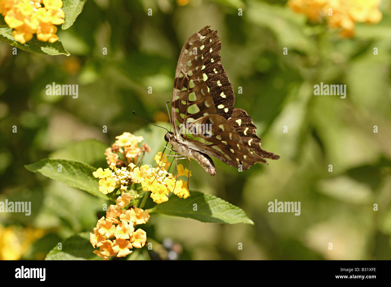 Schwalbenschwanz Schmetterlinge sind große, bunte Schmetterlinge, die die Familie Papilionidae bilden. Stockfoto