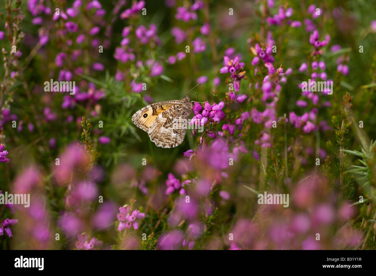 Äsche Schmetterling Hipparchia semele Stockfoto