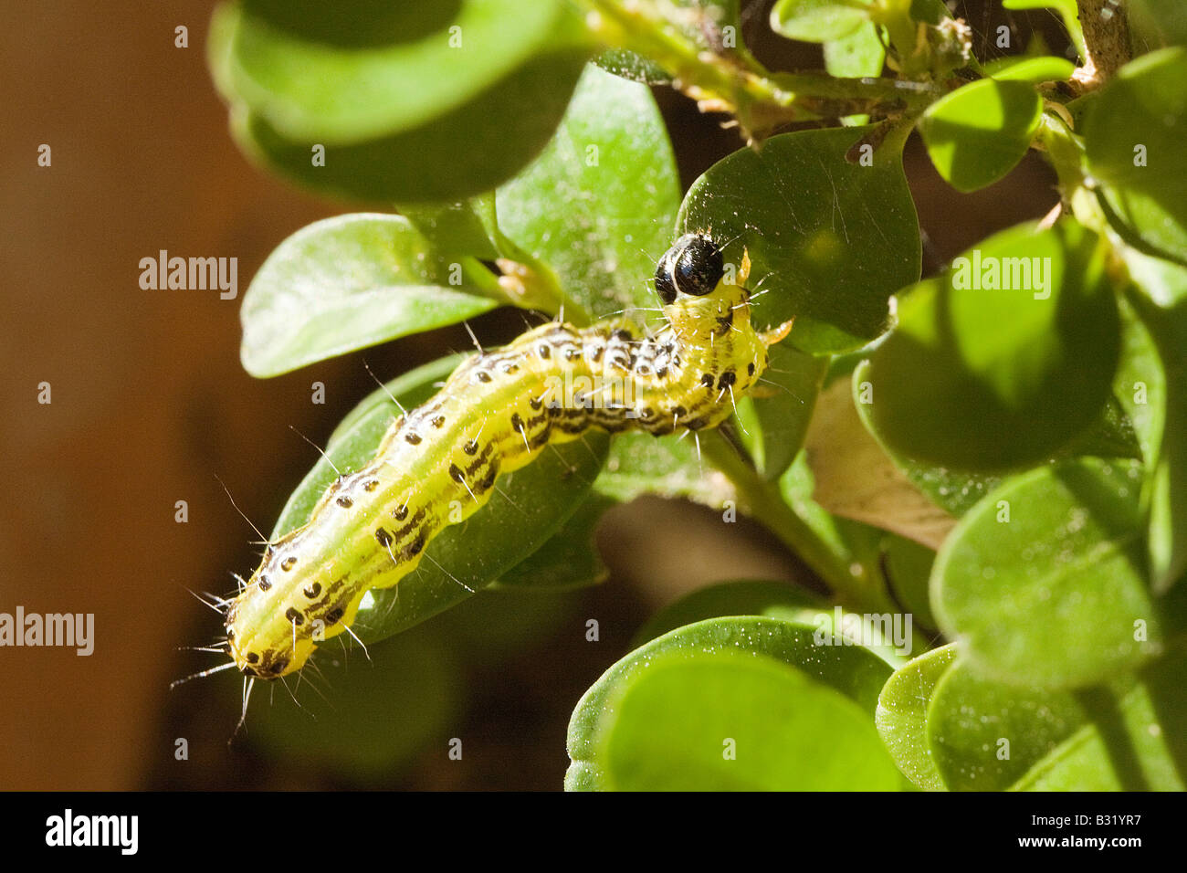 Feld Baum Pyralid Moth (Glyphodes Perspectalis), verlässt die Raupe Essen Buchsbaum (Buxus Sempervirens) Stockfoto