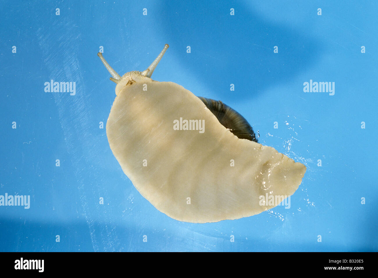 Schnecken Schnecke, essbare Schnecke, Weinberg Schnecke Rebe Schnecke (Helix Pomatia) aus gesehen unten beim Verschieben auf einer Glasplatte Stockfoto