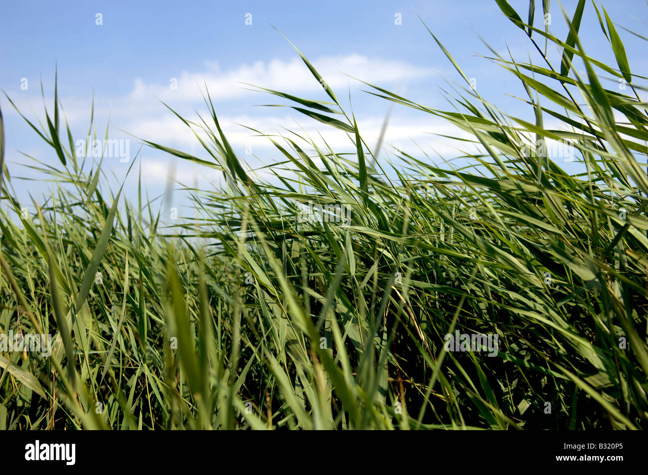 Schilfbeständen vor blauem Himmel die RSPB Natur behalten uns vor, Minsmere in Suffolk Stockfoto