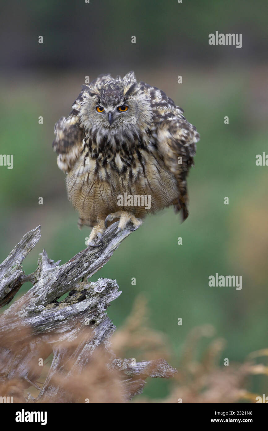 Uhu (Bubo Bubo) schütteln Federn Stockfoto