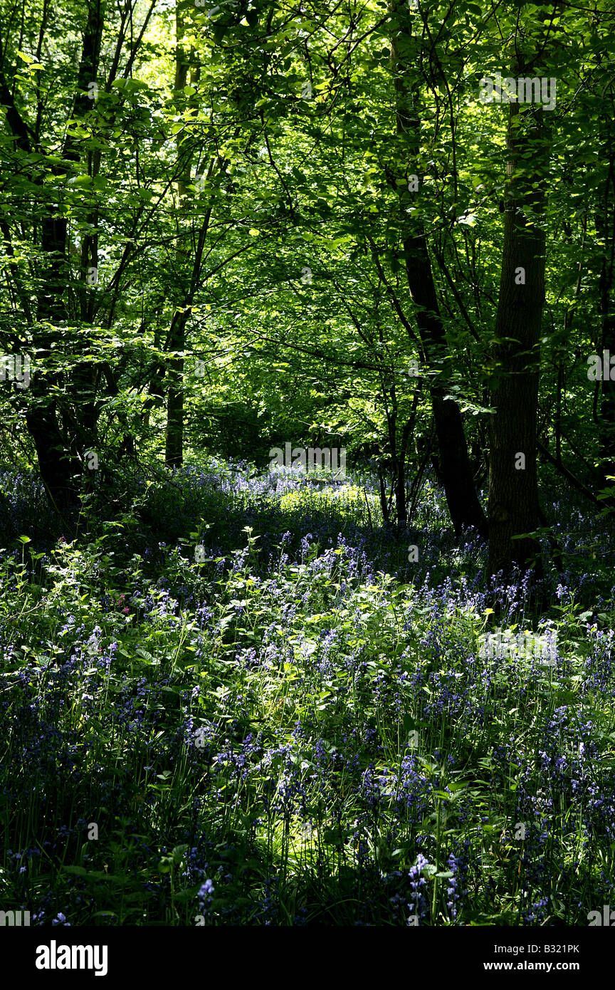 Wald im Mai Frühsommer mit Fülle von Bluebelles oder Glockenblumen wachsen auf dem Waldboden in ein Hochformat Stockfoto