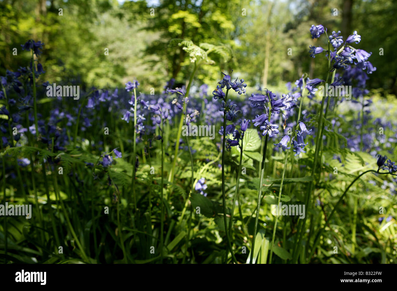 Wald im Mai Frühsommer mit Fülle von Bluebelles oder Glockenblumen wachsen auf dem Waldboden in ein Hochformat mit s Stockfoto