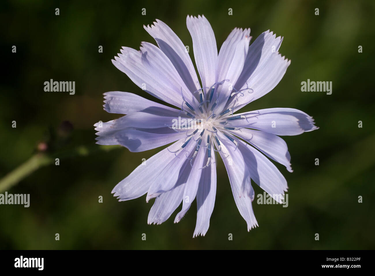 Berg (blau) Salat, Latuca Perennis, Julischen Alpen Stockfoto