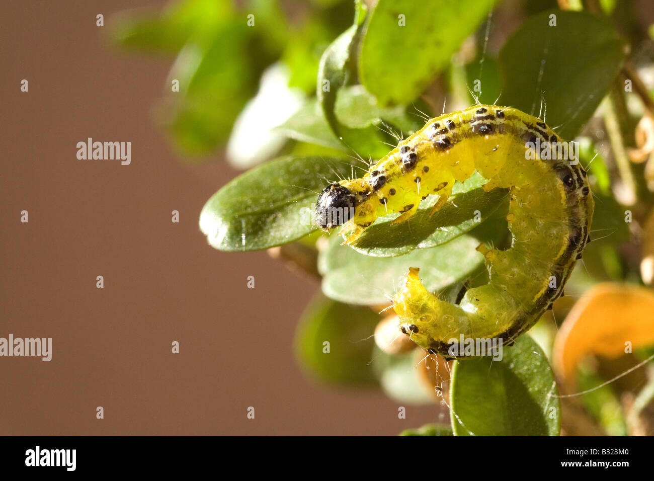 Feld Baum Pyralid Moth (Glyphodes Perspectalis), verlässt die Raupe Essen Buchsbaum (Buxus Sempervirens) Stockfoto