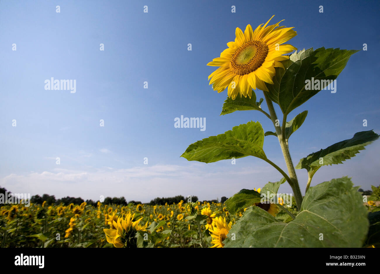Feld mit Sonnenblumen Stockfoto