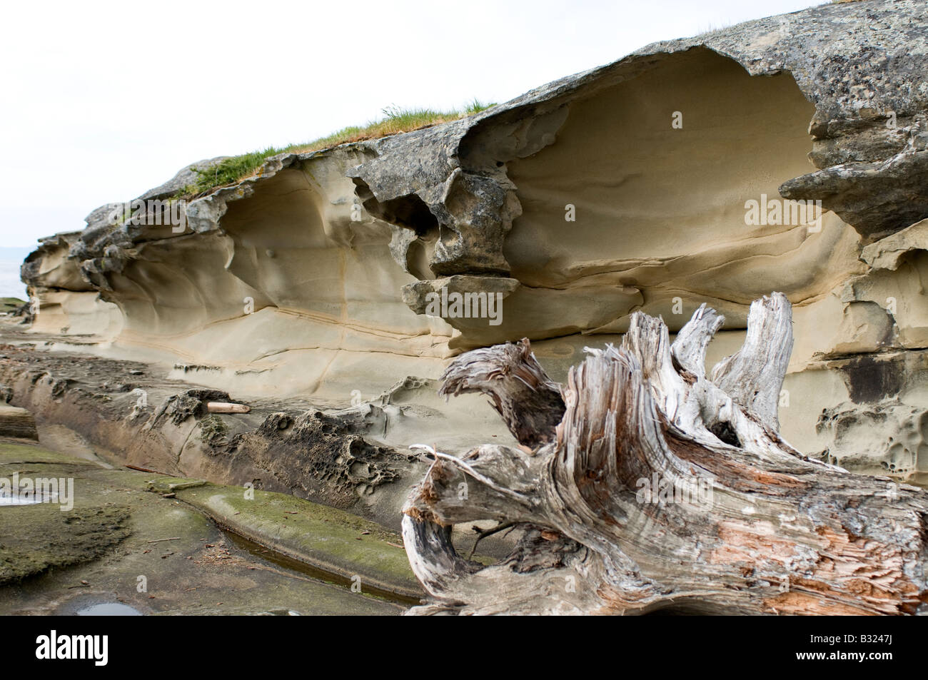 Sandsteinformation im Malaspina Galerien Gabriola Sands Provincial Park, Gabriola Island in British Columbia Kanada Stockfoto