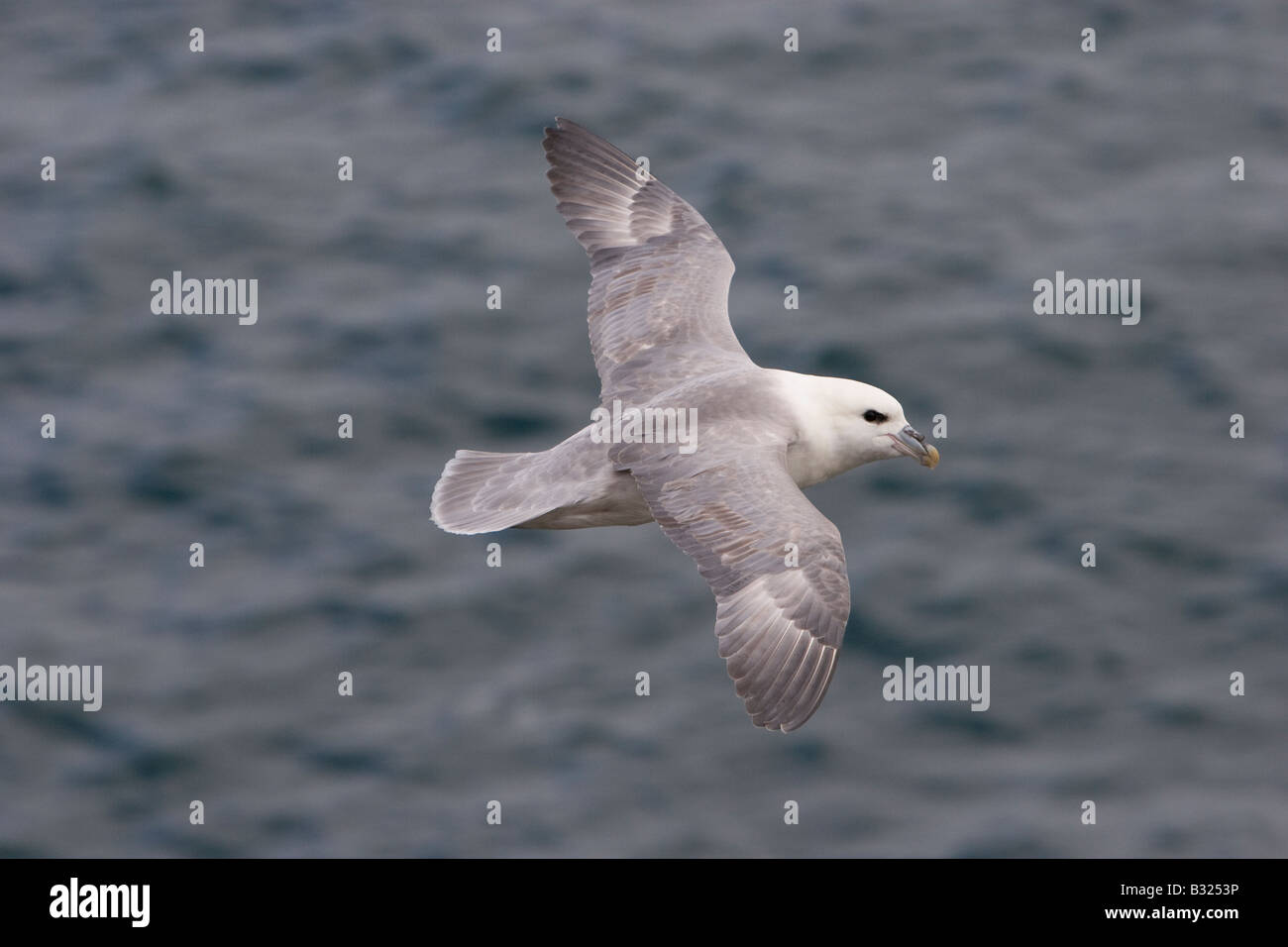 Fulmaris Cyclopoida im Flug Stockfoto