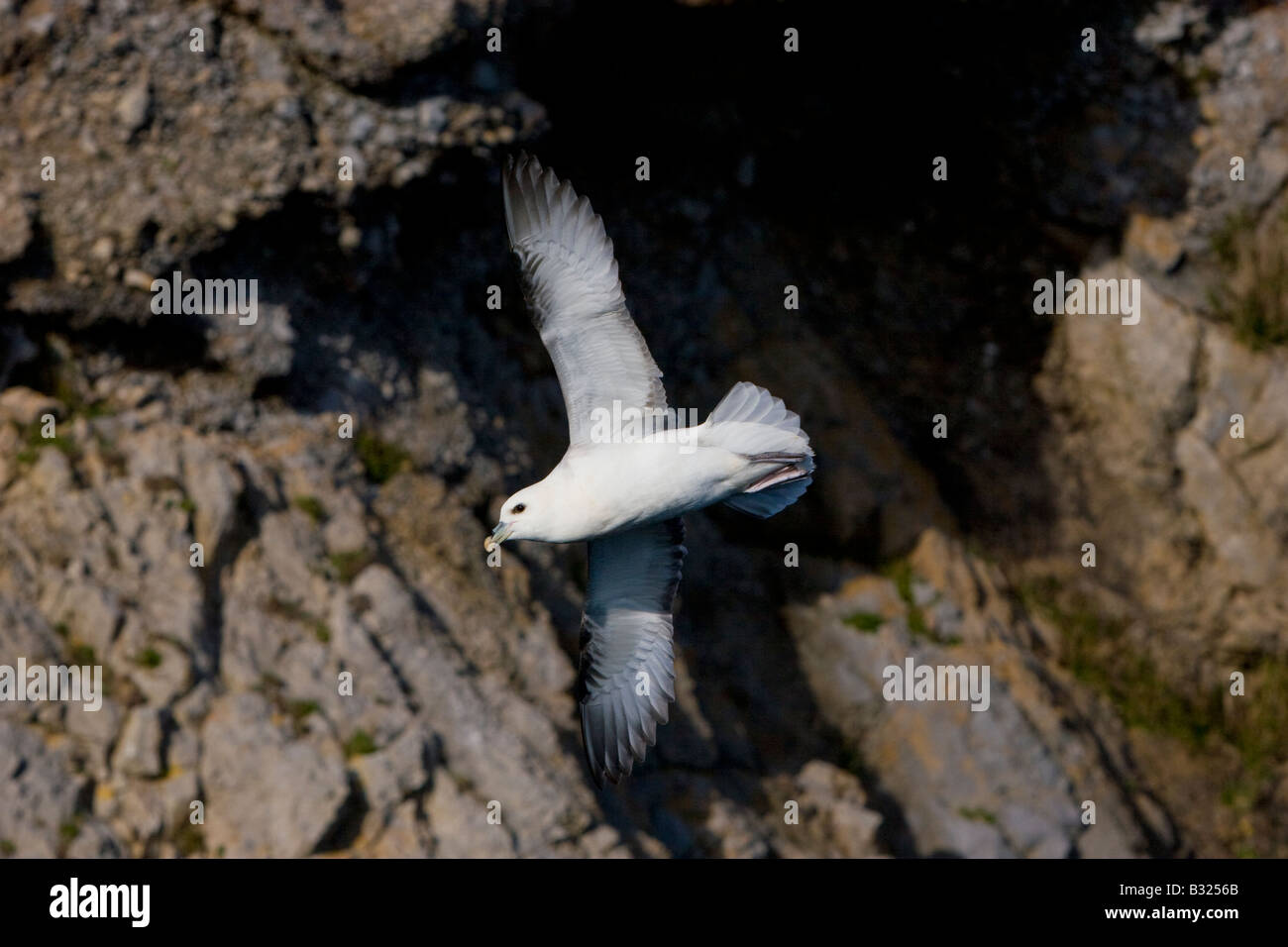 Fulmaris Cyclopoida im Flug Stockfoto