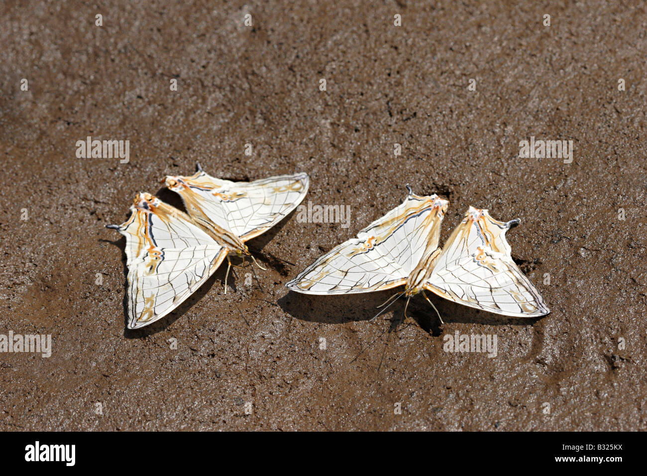 Die Karte (Araschnia Levana) ist ein Schmetterling der Familie Nymphalidae. in Koyana, Indien Stockfoto