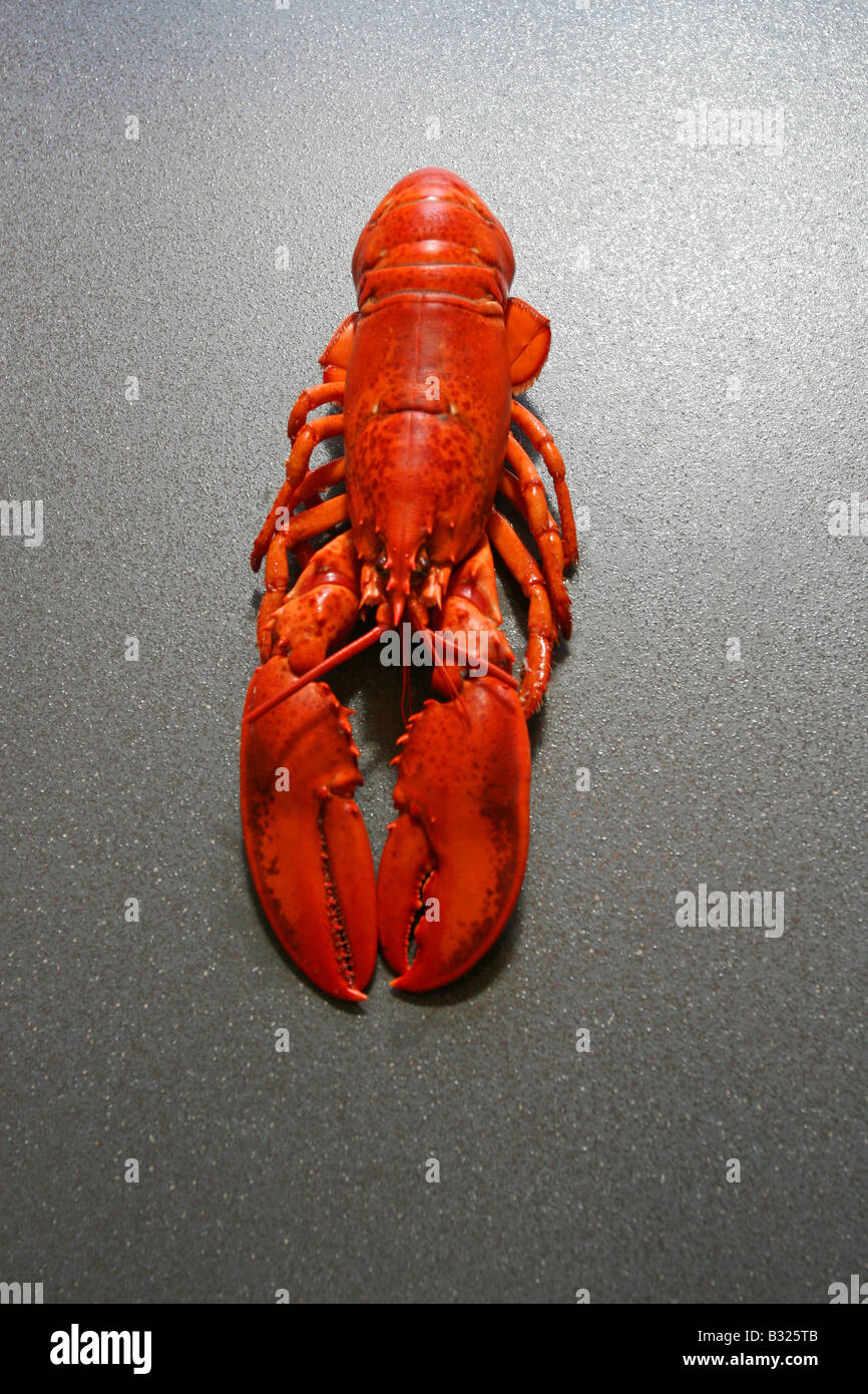 Maine-Hummer Stockfoto