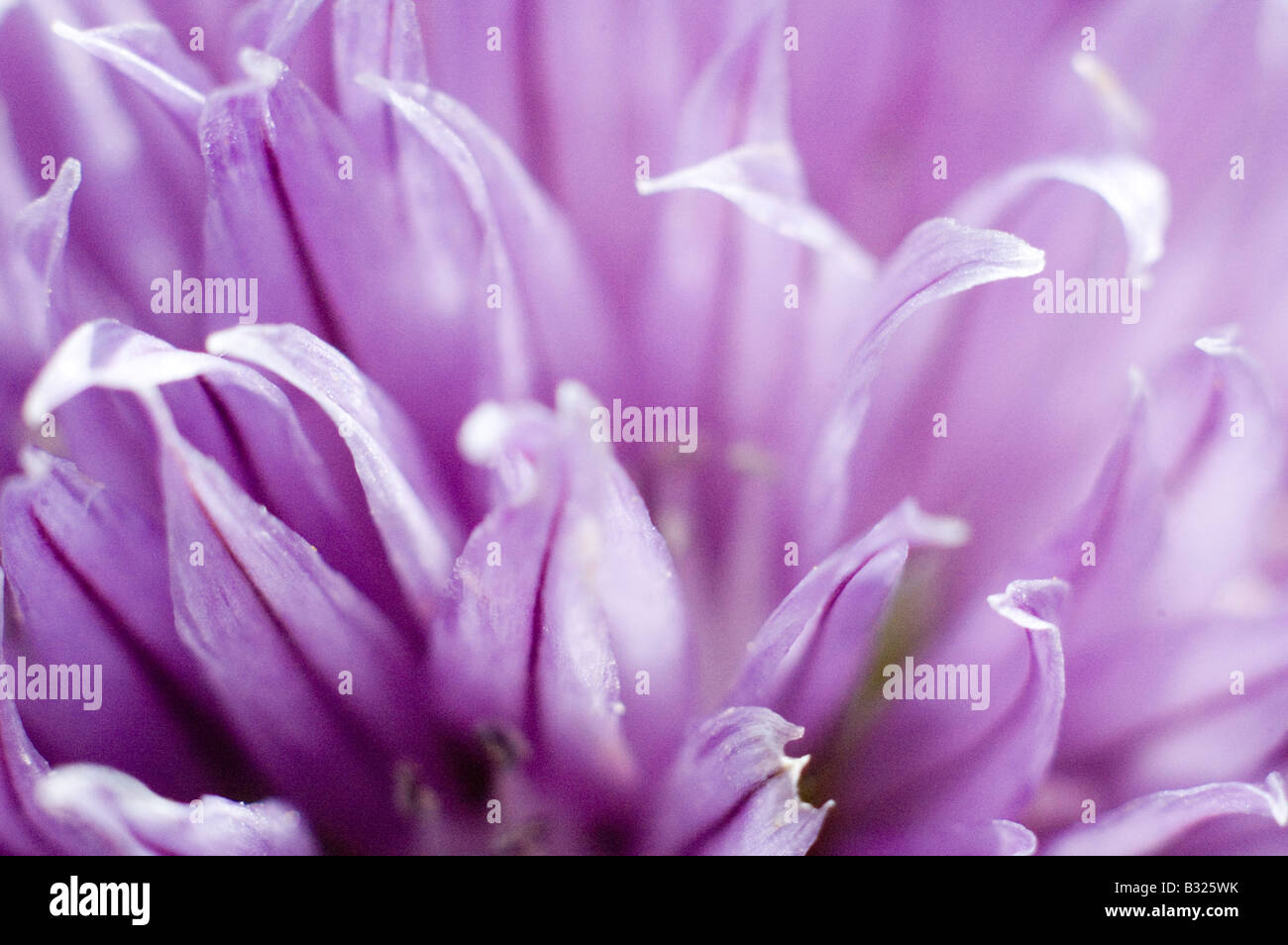 Nahaufnahme einer Schnittlauch-Blume Stockfoto