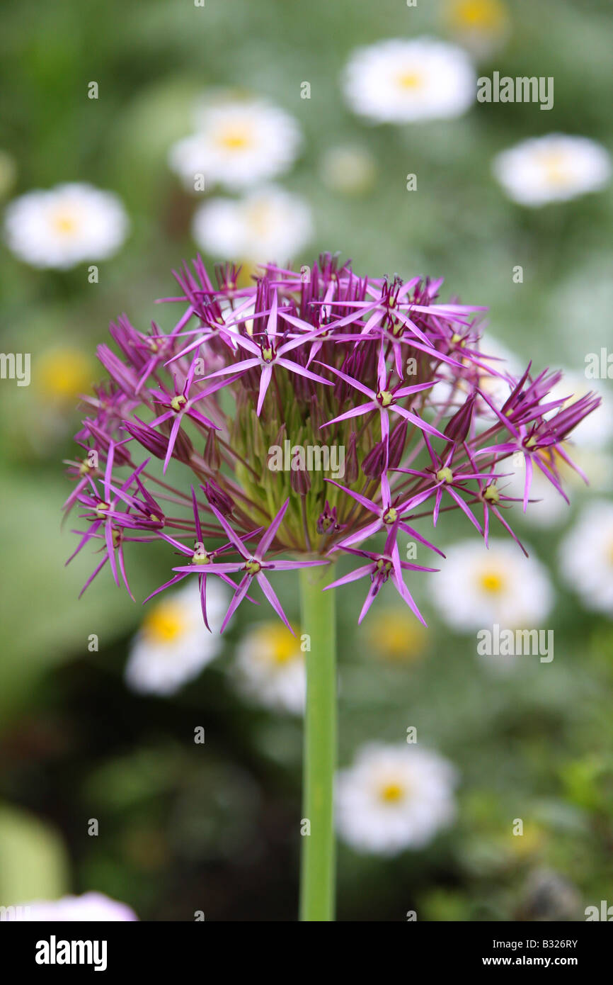 Allium blühende Knoblauch Grenze Gebüsch Giganteum künstlerische Blume Flora postcar Kunstkarte Stockfoto