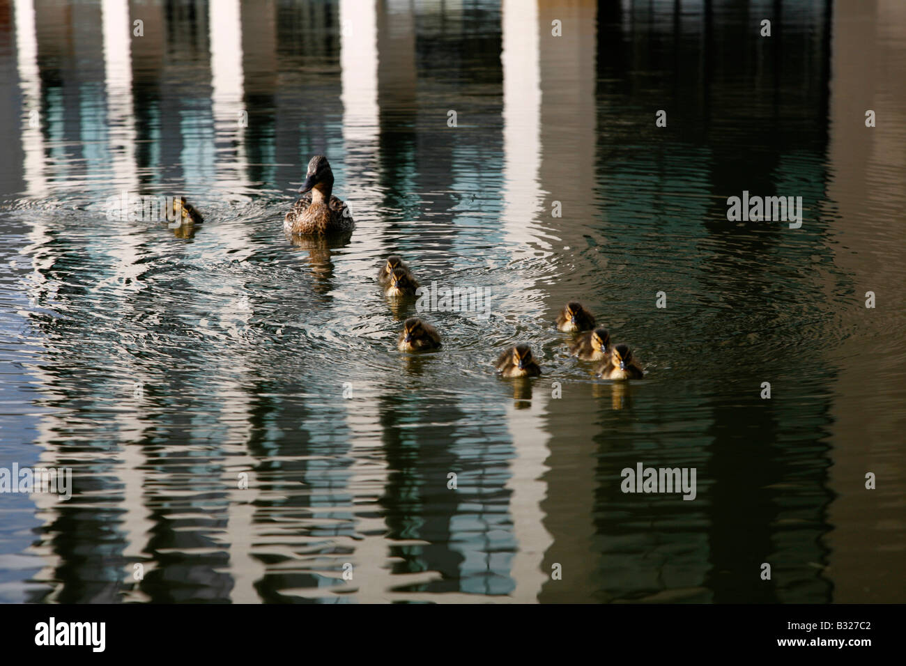 Ente mit seinen neun Küken im Battlebridge Becken auf Regents Canal, Kings Cross, London Stockfoto
